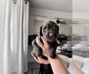 Boykin Spaniel Puppy for sale in SCRANTON, SC, USA
