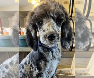 Poodle (Standard) Puppy for sale in LEXINGTON, GA, USA