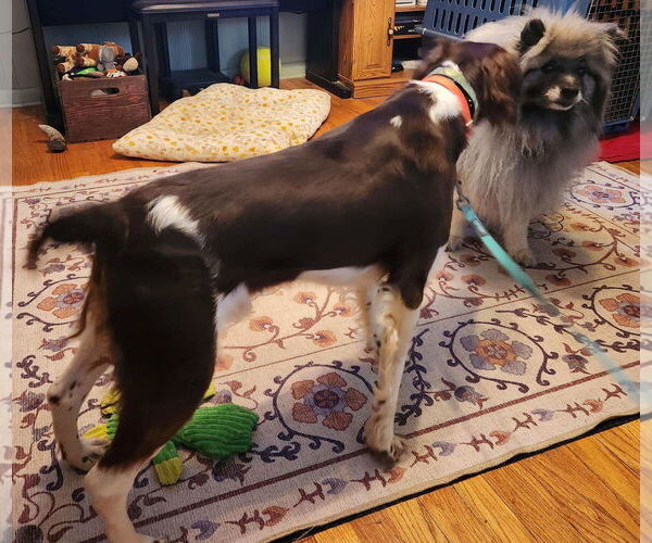 Medium Photo #6 Brittany Puppy For Sale in Curwensville, PA, USA