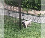 Small Photo #65 French Bulldog Puppy For Sale in WHITTIER, CA, USA