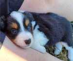 Small Photo #1 Miniature Australian Shepherd Puppy For Sale in VERNONIA, OR, USA