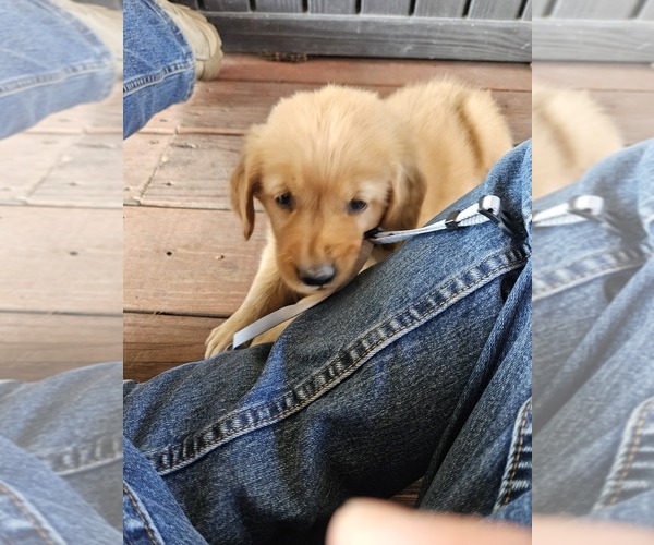 Medium Photo #6 Golden Retriever Puppy For Sale in VERONA, MO, USA
