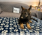 Small Photo #10 German Shepherd Dog Puppy For Sale in LOGAN, OH, USA