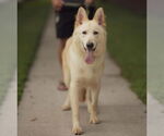 Small #1 German Shepherd Dog Mix