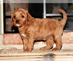 Small Photo #4 Cavapoo Puppy For Sale in LEBANON, PA, USA