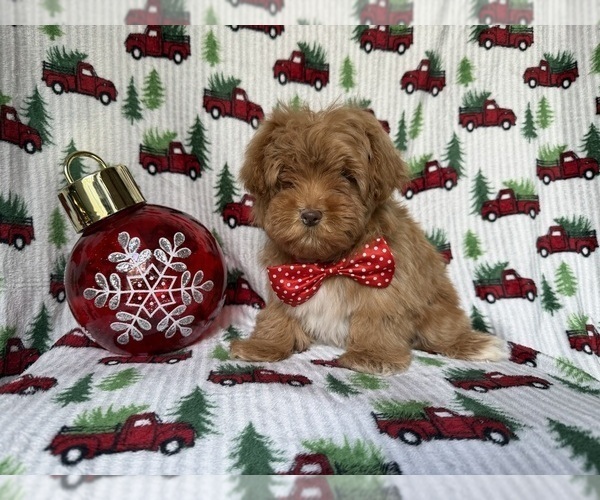 Medium Photo #3 Lhasa Apso Puppy For Sale in LAKELAND, FL, USA