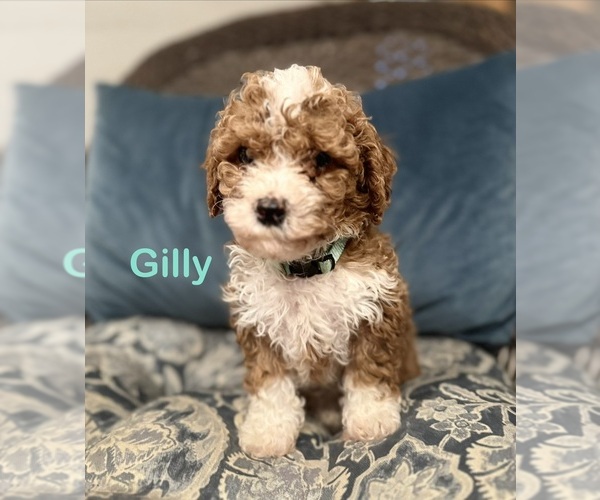 Medium Photo #1 Bernedoodle (Miniature) Puppy For Sale in PAXTON, IL, USA
