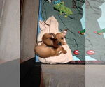 Small #2 Chihuahua Mix