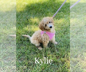 Goldendoodle Puppy for sale in HANOVER PARK, IL, USA