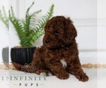 Small #2 Goldendoodle (Miniature)