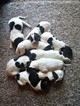Small Photo #1 German Shorthaired Pointer Puppy For Sale in SMYRNA, DE, USA