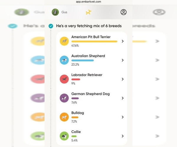 Medium Photo #9 American Pit Bull Terrier-Australian Shepherd Mix Puppy For Sale in Foristell, MO, USA