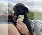 Small Photo #5 Labrador Retriever Puppy For Sale in Bloomingdale, NJ, USA