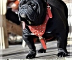 Small Photo #1 English Bulldog Puppy For Sale in ROYSE CITY, TX, USA