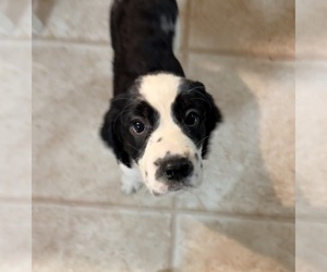 Medium English Springer Spaniel