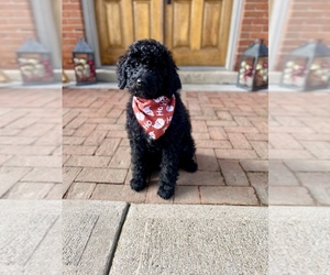 Goldendoodle (Miniature) Puppy for sale in MCCUTCHENVILLE, OH, USA