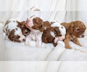 Cavapoo Litter for sale in SISTERS, OR, USA