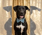 Dover - Male Labrador Retriever-Unknown Mix Dog for Adoption - Small photo