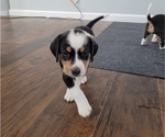 Small Photo #1 Australian Shepherd-English Foxhound Mix Puppy For Sale in MARYVILLE, TN, USA