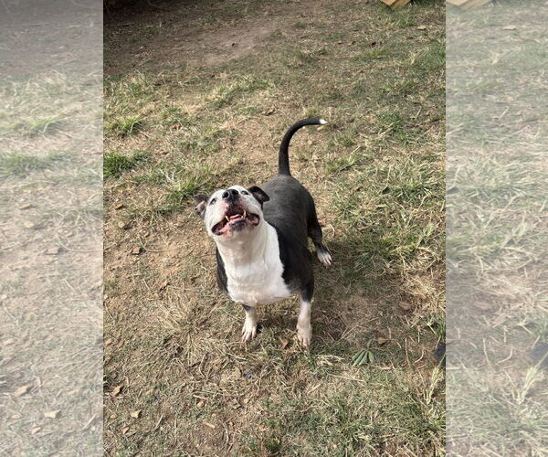 Medium Photo #2 American Staffordshire Terrier-Unknown Mix Puppy For Sale in Jackson, MS, USA