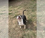 Small #1 American Staffordshire Terrier Mix