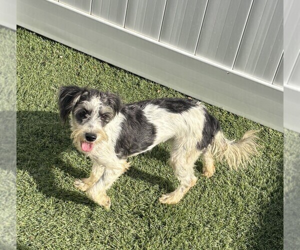Medium Photo #5 Schnauzer (Miniature) Puppy For Sale in MORENO VALLEY, CA, USA