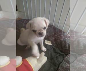 Pug Puppy for sale in DOTHAN, AL, USA