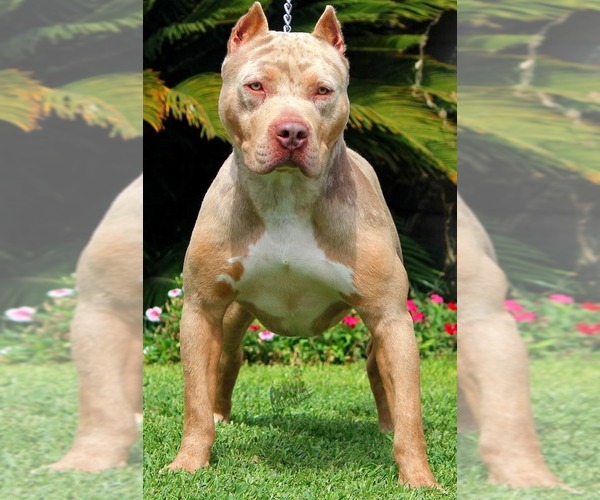 Medium Photo #1 American Bully Puppy For Sale in PALMDALE, CA, USA