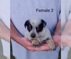 Australian Cattle Dog Puppy for sale in PIKEVILLE, NC, USA