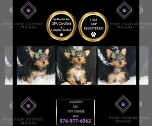 Yorkshire Terrier Puppy for sale in WARSAW, IN, USA