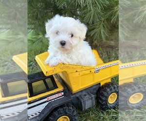 Maltese Puppy for sale in MIDDLEBURY, IN, USA