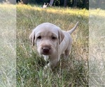 Puppy Mario Labrador Retriever