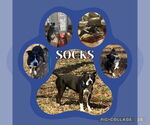 Small #5 American Pit Bull Terrier Mix