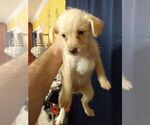 Small #2 Poodle (Toy)-Schnauzer (Miniature) Mix
