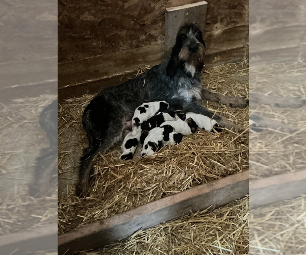 Medium Photo #7 Blue Gascony Griffon Puppy For Sale in ESMOND, IL, USA