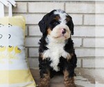 Small Photo #3 Bernedoodle (Miniature) Puppy For Sale in BIRD IN HAND, PA, USA