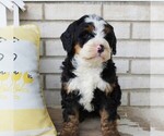 Small #1 Bernedoodle (Miniature)