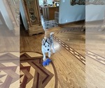 Small #1 Pomsky