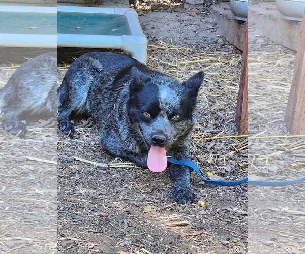 Medium Photo #4 Mutt Puppy For Sale in Paso Robles, CA, USA