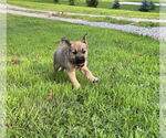 Small #2 Mutt