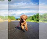 Small Photo #3 Labradoodle Puppy For Sale in SUTHERLIN, OR, USA