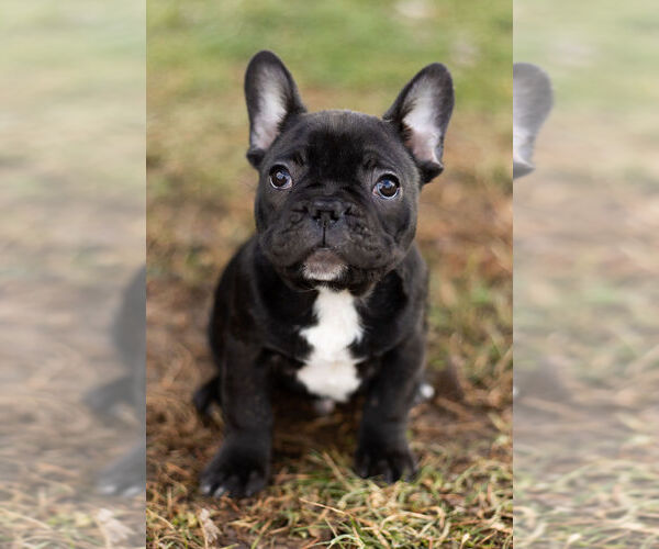 Medium Photo #10 French Bulldog Puppy For Sale in WARSAW, IN, USA