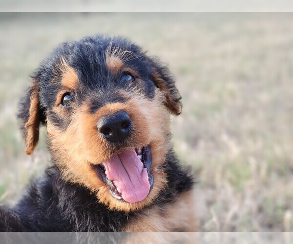 Medium Photo #3 Airedale Terrier Puppy For Sale in JOSHUA, TX, USA