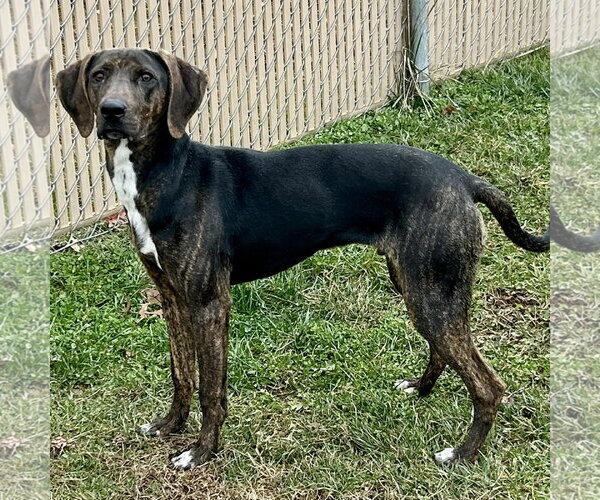 Medium Photo #2 Beagle-Plott Hound Mix Puppy For Sale in Batavia, OH, USA