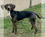 Small #1 Beagle-Plott Hound Mix