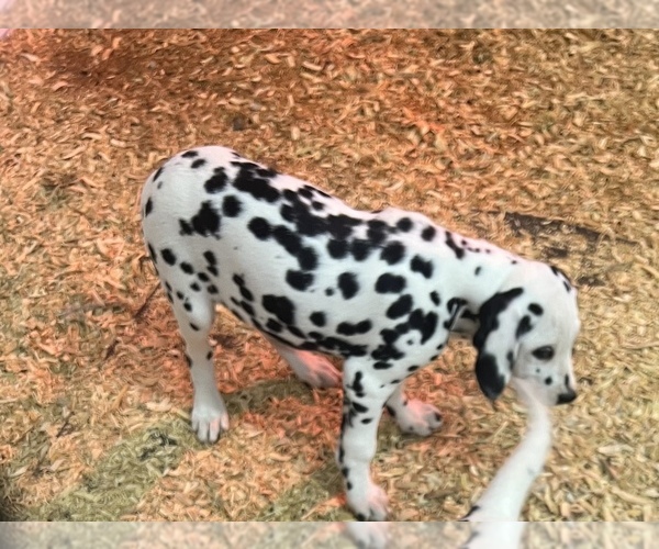 Full screen Photo #4 Dalmatian Puppy For Sale in WILLIAMSBURG, OH, USA