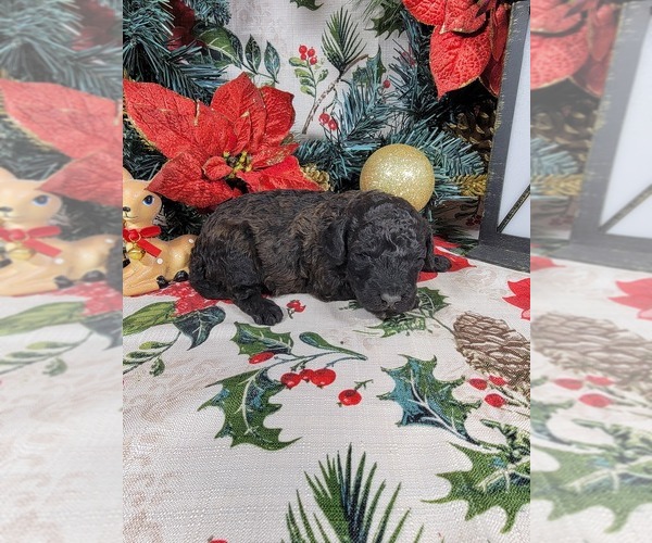 Medium Photo #28 Poodle (Toy) Puppy For Sale in BLACK FOREST, CO, USA