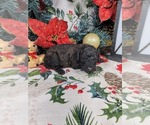 Puppy Bob Poodle (Toy)