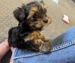Small Photo #8 Yorkshire Terrier Puppy For Sale in EAST LAYTON, UT, USA