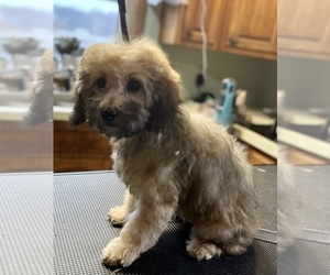 Poodle (Miniature) Puppy for sale in SILVER LAKE, IN, USA